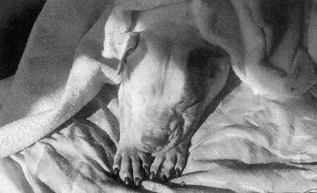 14 Роза сладко спит под теплым одеялом на ласковом солнышке после длинного - фото 14