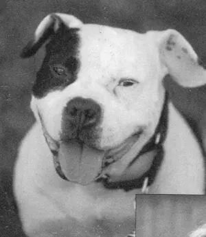 15 Джонни Джастис жил в приюте Чесапика где о собаках заботились лучше чем в - фото 15