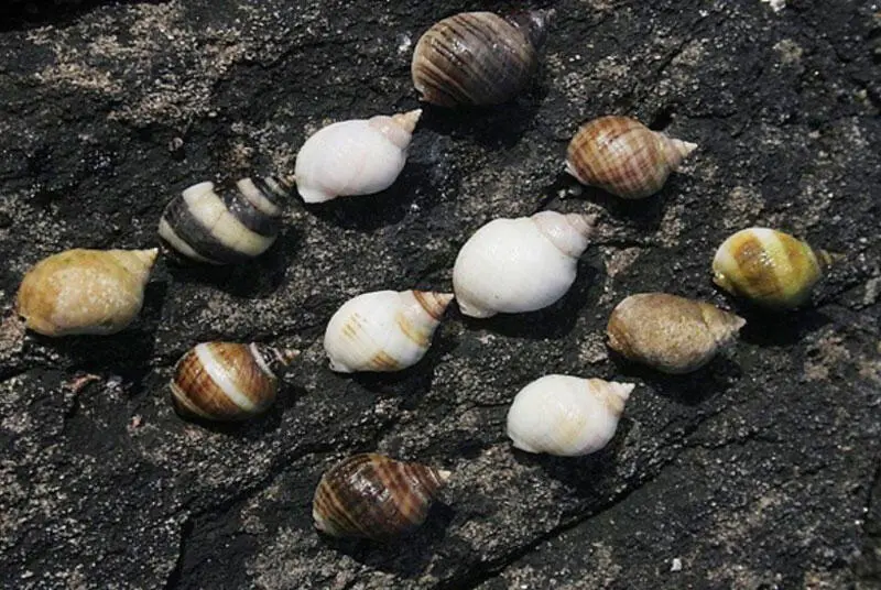 Рисунок 5 Внутривидовая изменчивость раковин Nucella lapillus по окраске 6 - фото 2