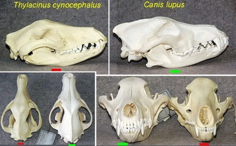 Рисунок 29 Сравнение черепа обыкновенного волка Canis lupus зеленые - фото 20