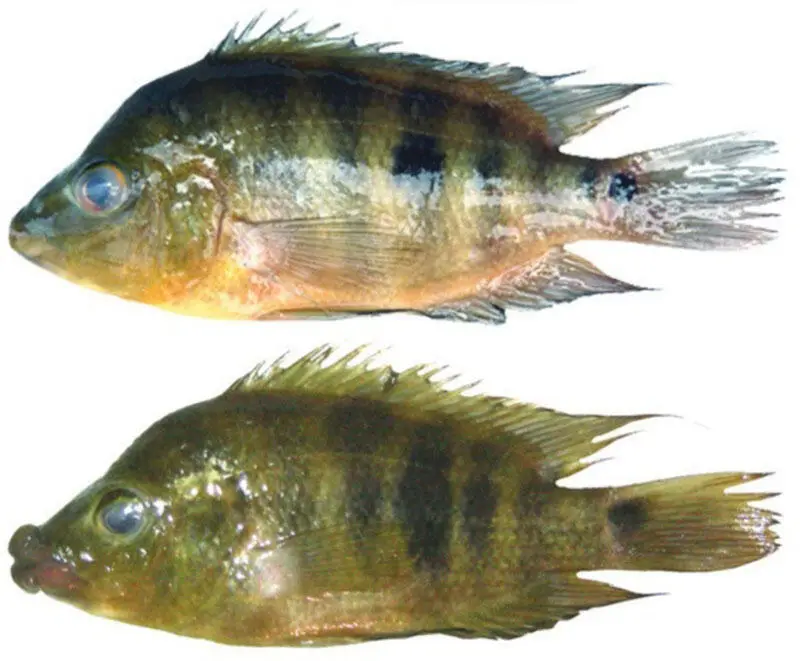 Рисунок 35 Разные формы Amphilophus citrinellus образовавшиеся в озере - фото 23