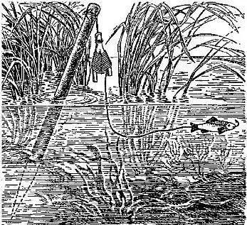Рис 110 Ловля жерлицей из книги Л П Сабанеева Рыбы России Ошибка - фото 113