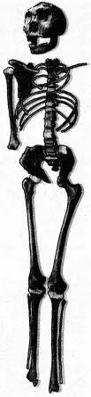 Скелет 12летнего мальчика Homo erectus найденный в Нарикотоме Восточная - фото 109