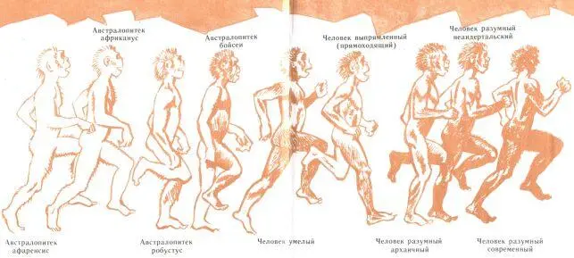 Впервые останки австралопитеков найдены в Южной Африке и названы в 1925 г Р - фото 115