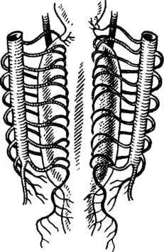 В задней части кишки помещаются органы дыхания личинки На конце кишка - фото 152