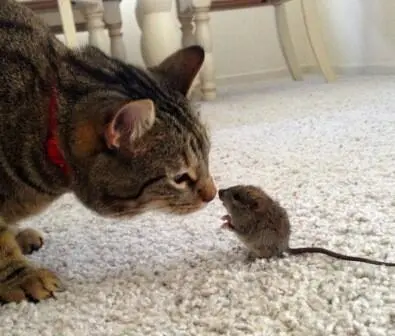 На фото просто кот и мышонок 1 Том и Джерри долой конфронтацию - фото 49