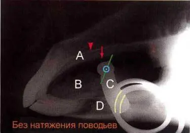 Рисунок 9 Рентгеновский снимок ротовой полости лошади с вложенным - фото 50