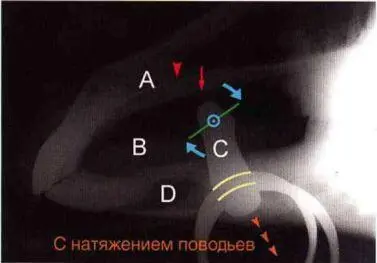Рисунок 10 Рентгеновский снимок ротовой полости лошади с вложенным - фото 51