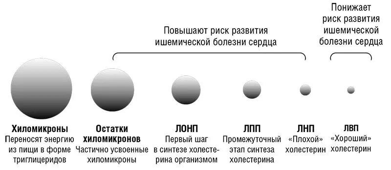 Рисунок 13 Пять основных категорий липопротеинов и остатки хиломикронов - фото 6