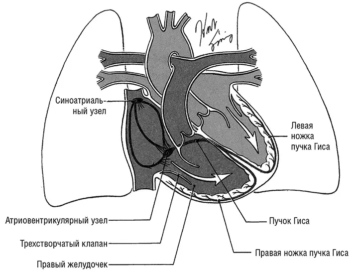 Рисунок 62 Проводящая система сердца Иллюстрация Герберта Р Смита Аритмия - фото 39