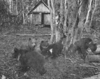 Рис 114 Медвежата на биостанции Чистый лес Торопецкий район Расширяется - фото 120