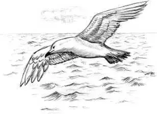Есть у Владимира Семеновича замечательное стихотворение об одинокой чайке - фото 25