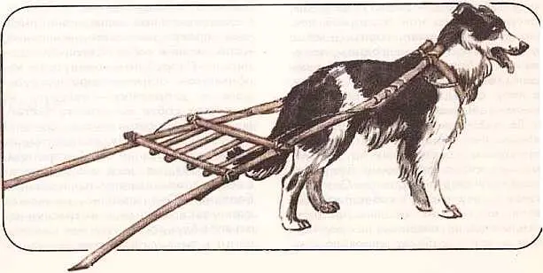 На таких волокушах перевозят грузы с помощью собак индейцы Северной Есть - фото 99