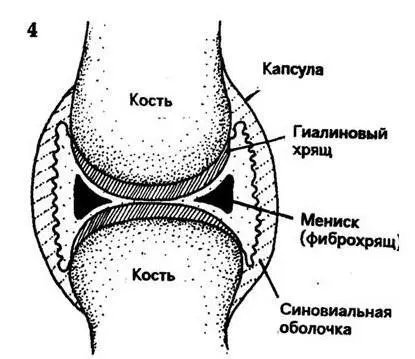 Рис 1 Структура схематично синовиального сустава диартроз по М - фото 1