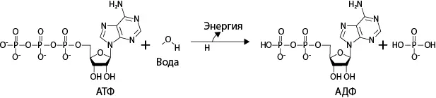 Рис 13 Основной валютой биологической энергии на протяжении всей истории - фото 13