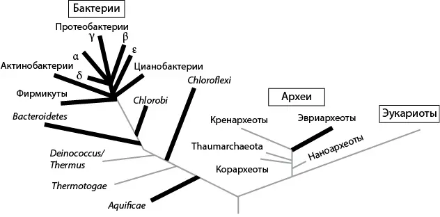 Рис 24 Распределение генов нитрогеназы на генеалогическом древе жизни - фото 24