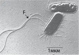 Рис 26 Электронная микрофотография бактерии Escherichia coli возможно - фото 26