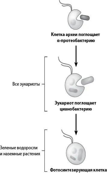 Рис 27 Схема отображающая два основных эндосимбиотических события которые - фото 27