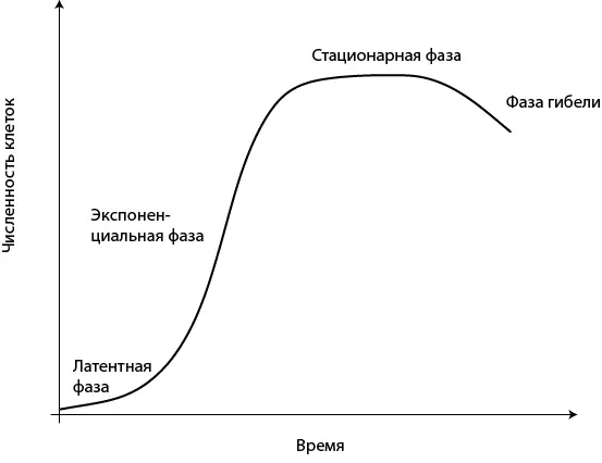 Рис 33 Типичная кривая роста микроорганизмов После инокуляции клетки - фото 33