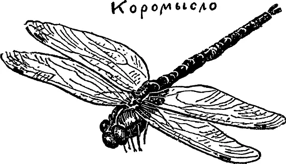 Молодая стрекоза сидит на шкурке Она еще не может летать вместо крыльев у нее - фото 55