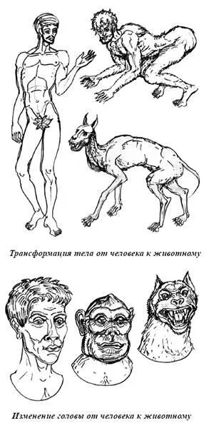 Если сравнивать человека и четвероногое животное то можно заметить следующее - фото 39