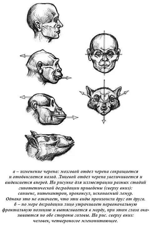 Если сравнивать человека и четвероногое животное то можно заметить следующее - фото 40
