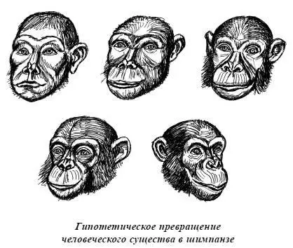 Маленькие обезьянки привезенные из Африки удивительным образом похожи на - фото 45