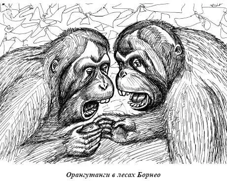 Участь обезьян коротающих свои дни в зоопарках не намного лучше Молодой - фото 46
