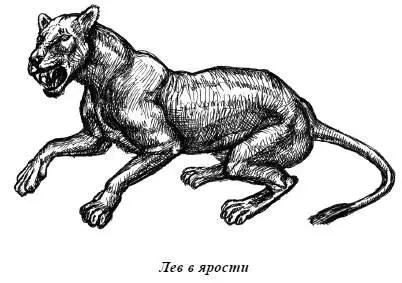 В нормальной семье подрастающих трехлетних самцов изгоняют из прайда с тем - фото 56