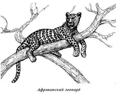 Не одна собака в одиночку не справиться с леопардом Однако даже небольшая - фото 60