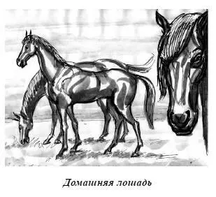 Существуют одичавшие лошади и в Европе До сих пор в болотистых низинах на юге - фото 76