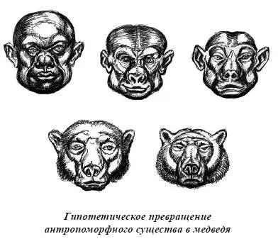 Сородичи алтайского медведя из средней полосы России тоже предпочитают обходить - фото 78
