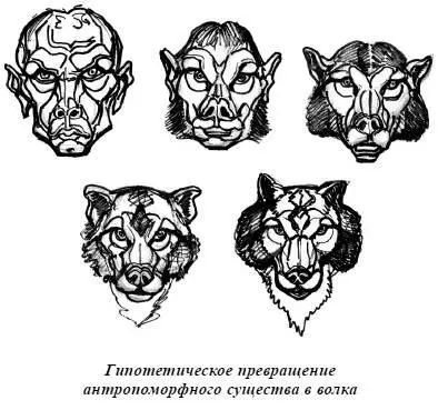 У волков как впрочем и у остальных представителей семейства собачьих имеется - фото 81