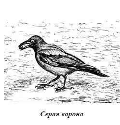 В фольклоре коряков и ительменов ворон выступает как вещая птица По преданию - фото 88