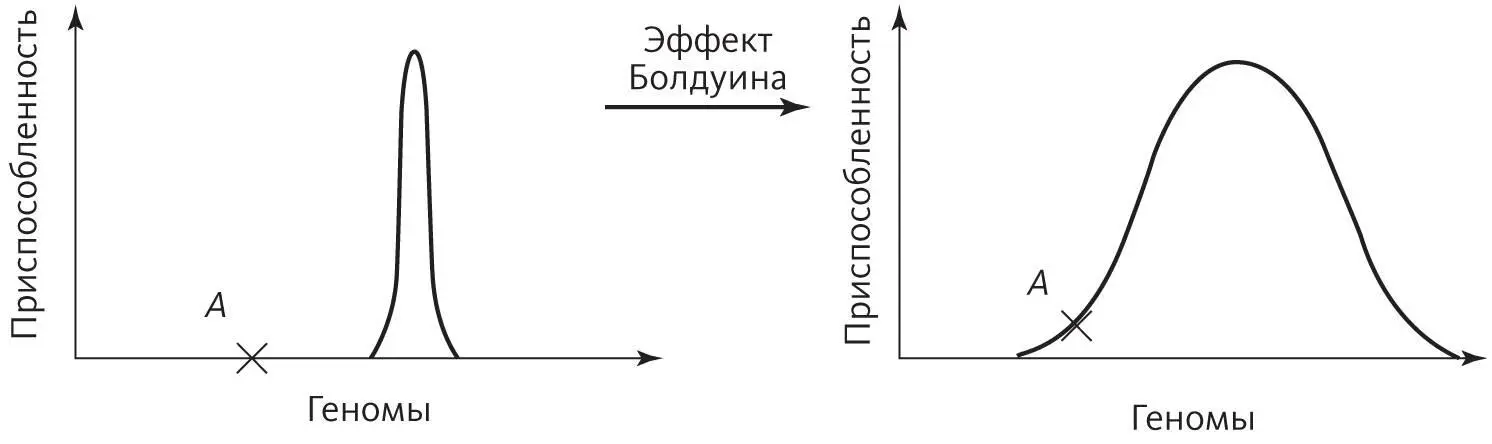 В биологии это называется эффектом Болдуина в честь Джеймса Марка Болдуина84 - фото 16