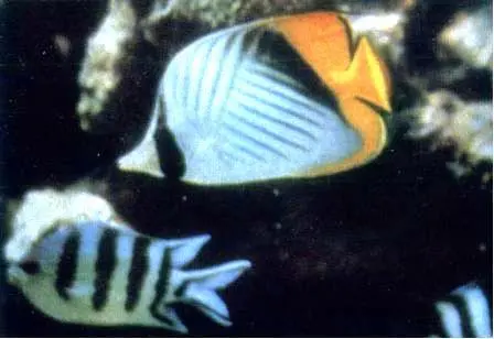 Рыбабабочка Chaetodon auriga с маскировочной полоской в области глаз и - фото 3