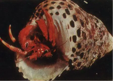 Ракотшельник Paguristes oculatus Второй остров лежал на том конце рифового - фото 41