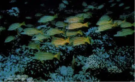 Золотополосые луцианы Lutianus kasmira Однажды мы были свидетелями того как - фото 42