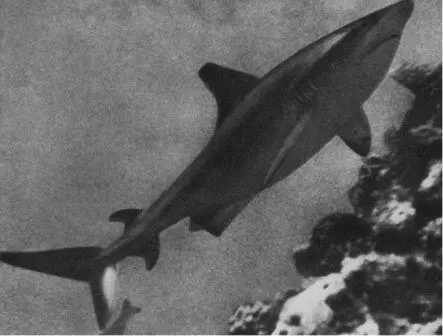 Гребнезубая акула Carcharhinus menisorah разыскивающая на склоне рифа - фото 51