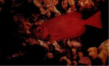 Каталуфа Priacanthus arenatus Эта предпочитающая темноту рыба окрашена в - фото 55
