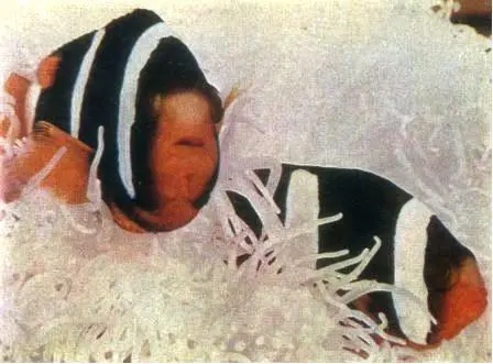 Анемоновые рыбы Amphiprion sebae живущие в симбиозе с анемоном Radianthus - фото 80