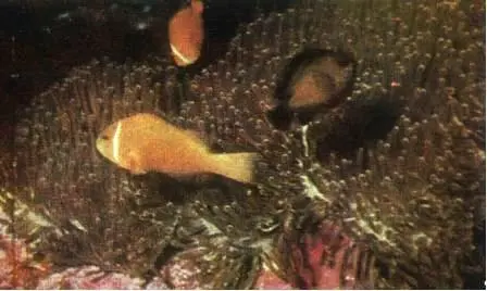 Анемоновая рыба амфиприон Amphiprion melanopus и темный рифовый окунь - фото 81