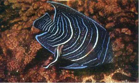 Голубая королевская рыба Pomacanthus semieircularis Кроме акул нас - фото 104