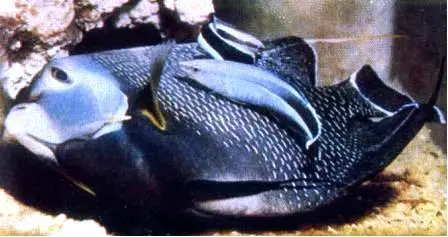 Pomacanthus paru с двумя рыбами чистильщиками Labroides dimidialus На глубине - фото 105