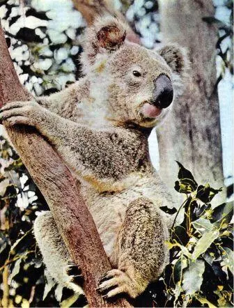 Коала Phascolarctos cinereus самое привлекательное австралийское животное - фото 9