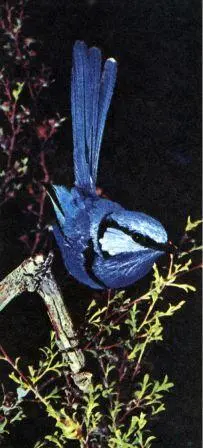 Блестящий крапивник Malurus splendens один из наиболее ярко окрашенных - фото 27
