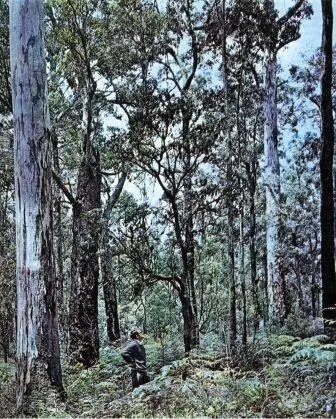 Деревья карри Eucalyptus diversicolor близ города Пембертона Высота этих - фото 28