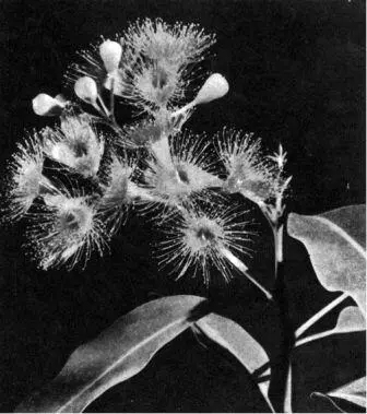 Эвкалипты с красными цветками Eucalyptus ficifolia растущие на югозападе - фото 33