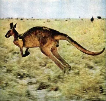 Старый рыжий кенгуру Macropus rufus прыгает по равнине покрытой злаковой - фото 57