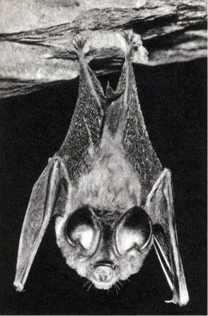 Небольшая обитающая в пещерах летучая мышь Hipposideros hicolor редкий - фото 68